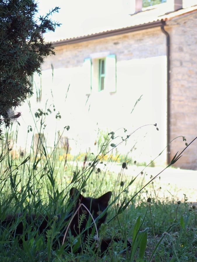Cottage Al Merlo Olivo Buje Bagian luar foto